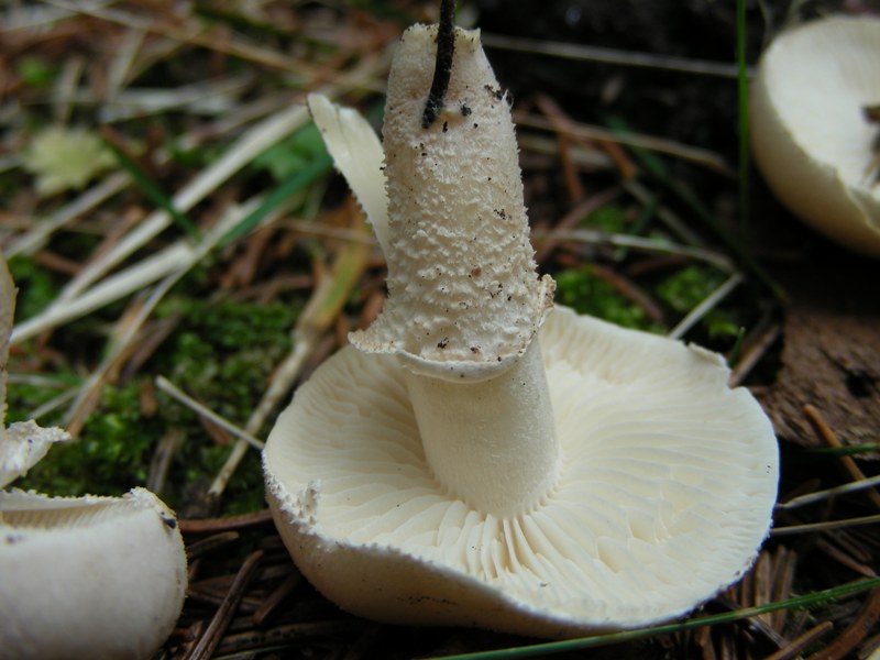 Cystoderma carcharias